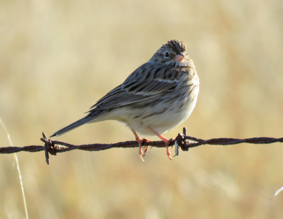 Vesper Sparrow - Chris Conard