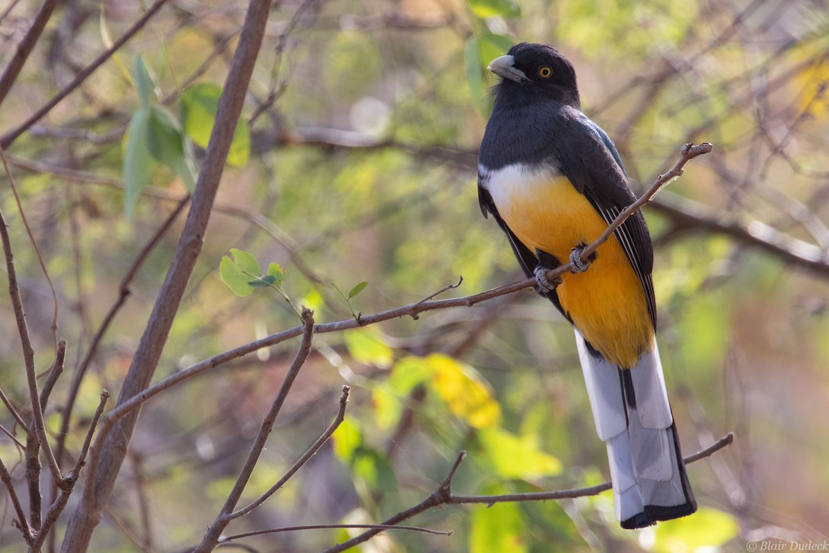 Citreoline Trogon - Blair Dudeck