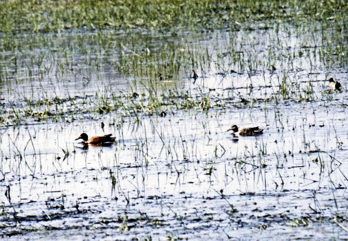 Cinnamon Teal - Anne Moretti