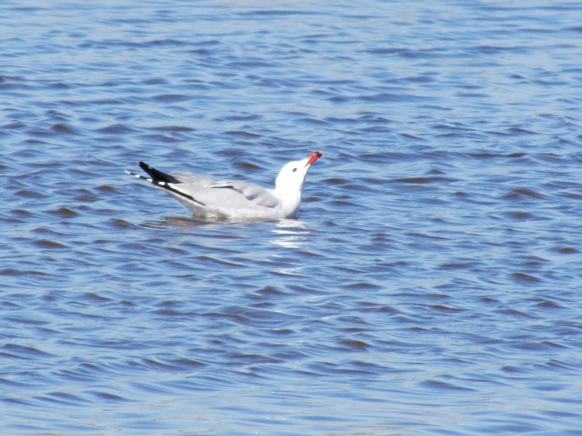 Audouin's Gull - Guillaume Réthoré