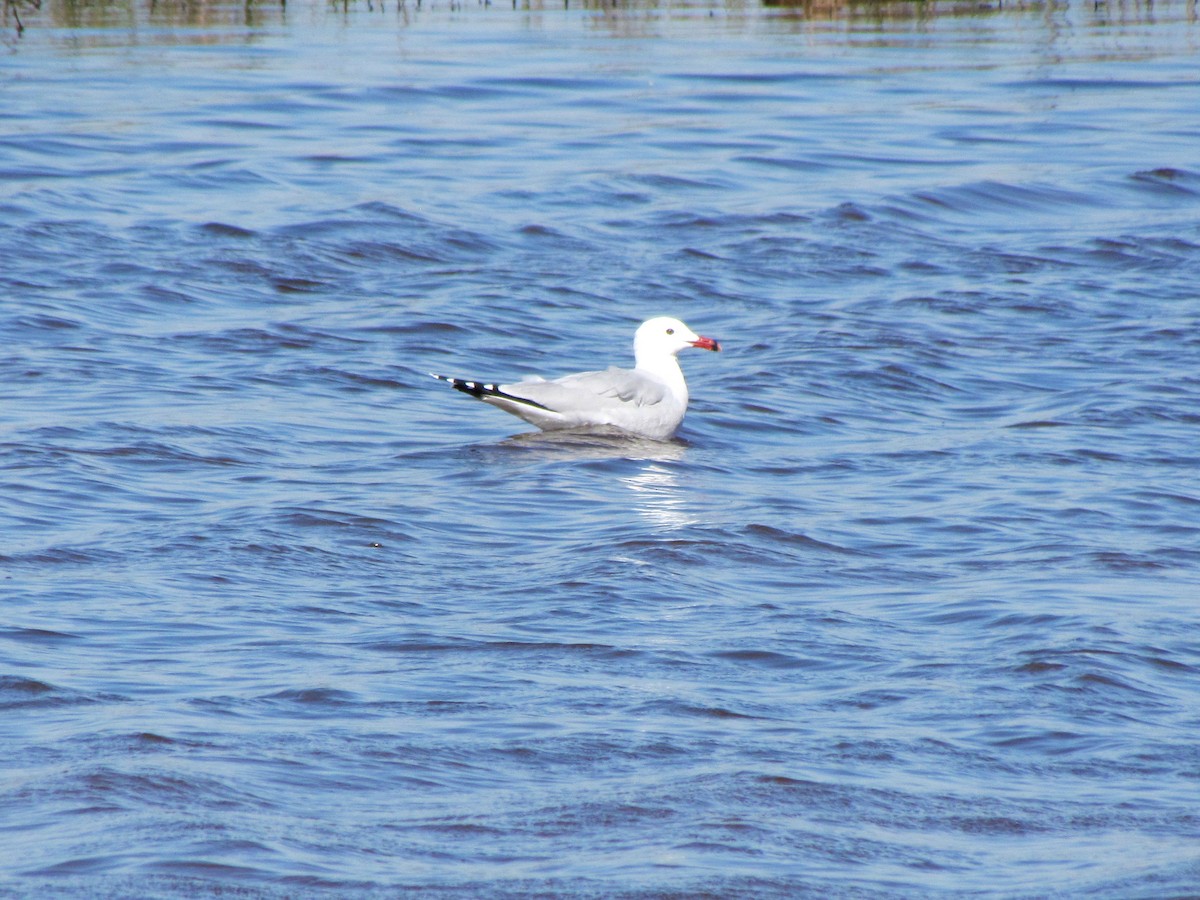 Audouin's Gull - ML213929961