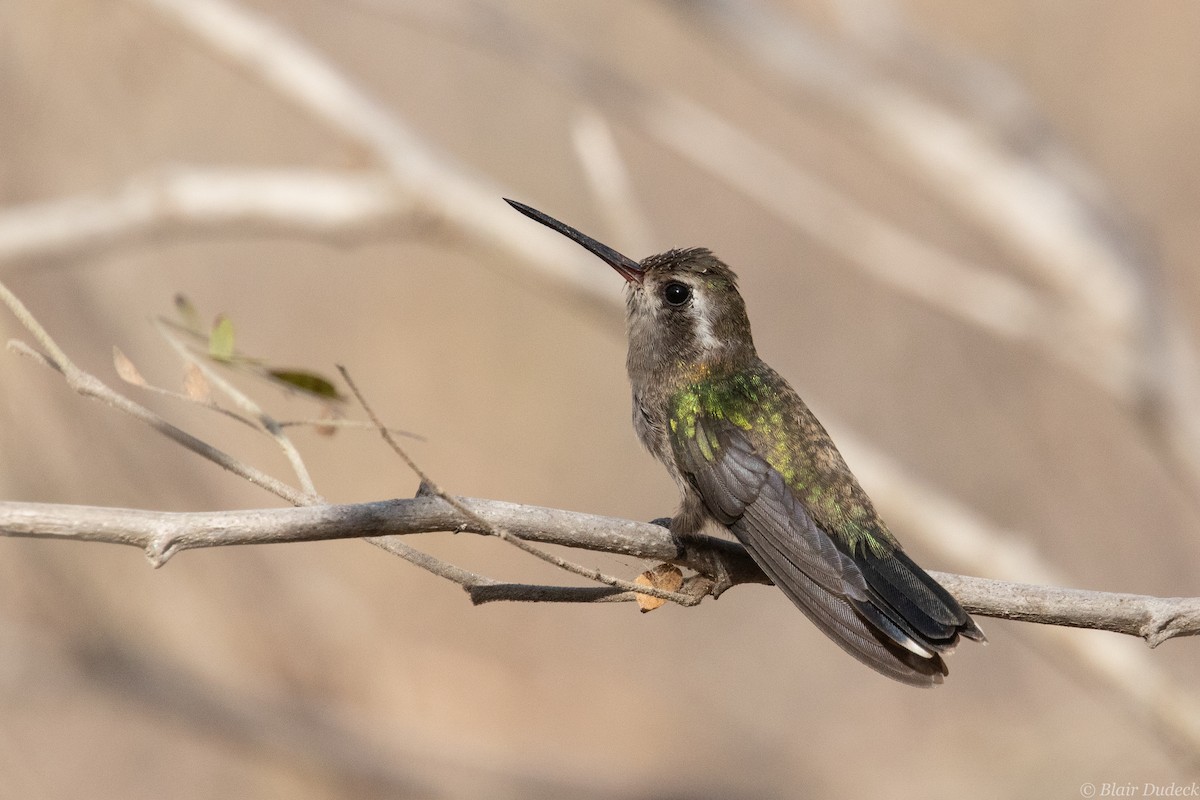 Turquoise-crowned Hummingbird - Blair Dudeck