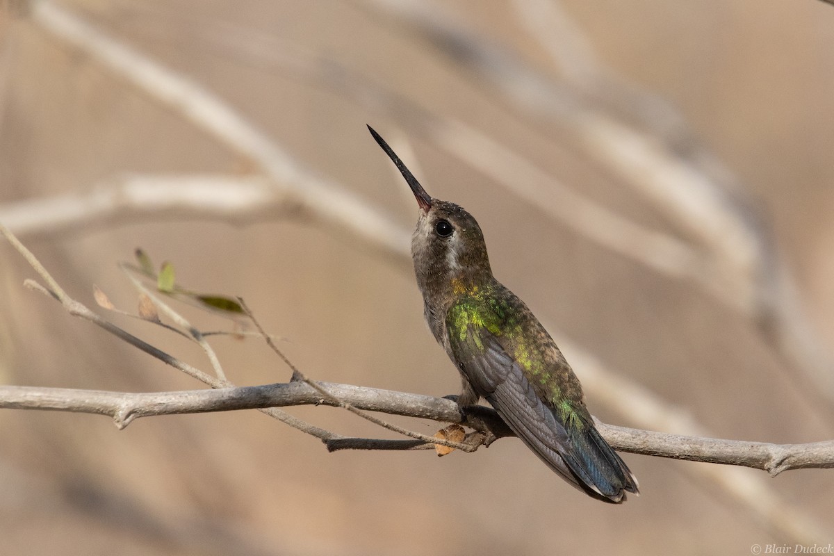 Colibrí Piquiancho de Guerrero - ML213930841