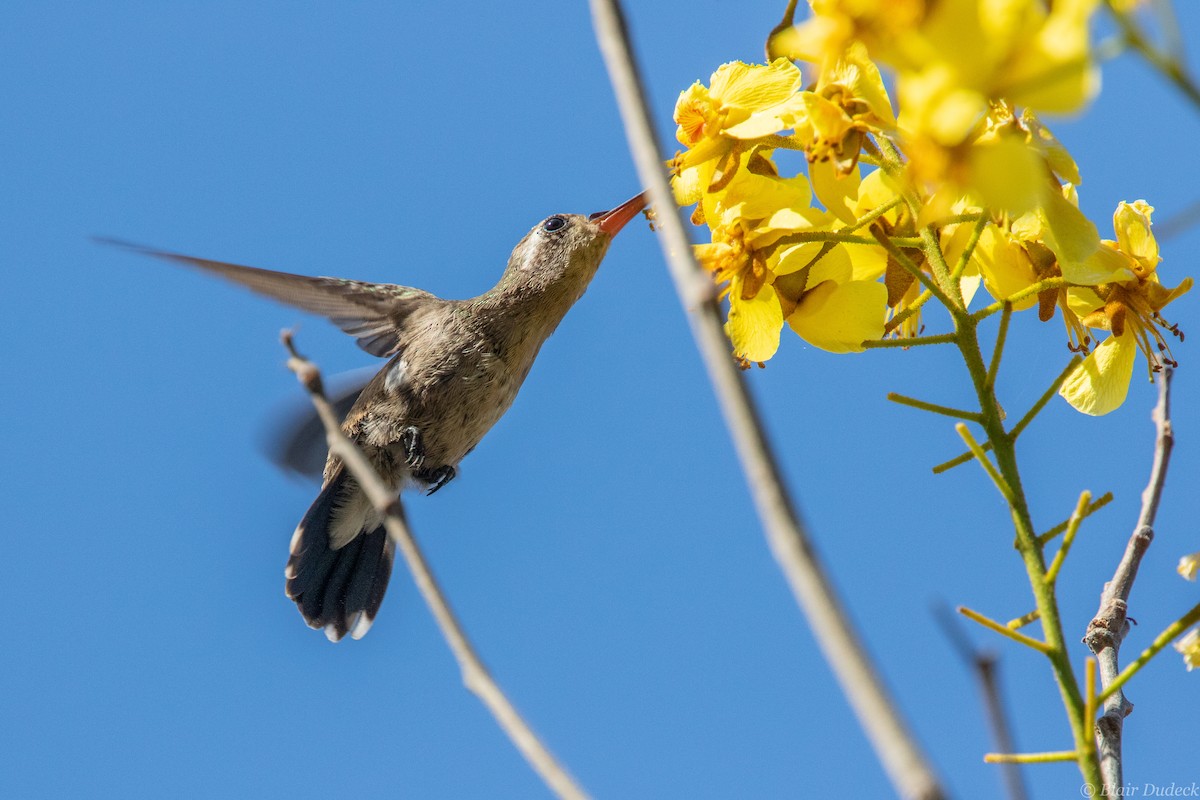 Colibrí Piquiancho de Guerrero - ML213930931