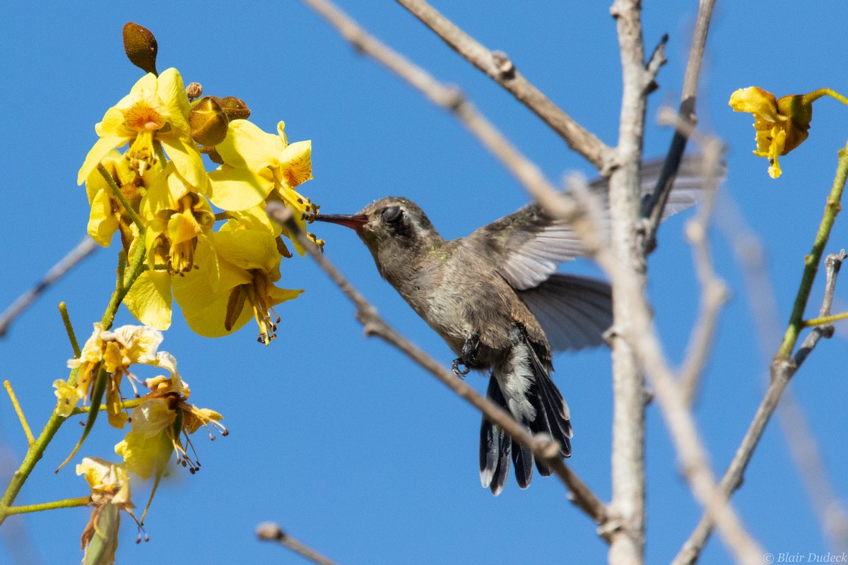 Colibrí Piquiancho de Guerrero - ML213930951