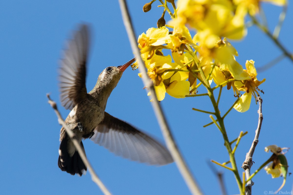 Colibrí Piquiancho de Guerrero - ML213931041