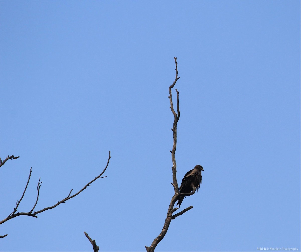 Black Kite - ML21393221