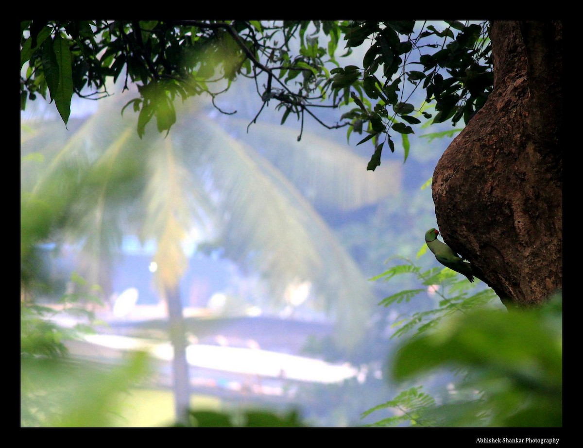 Rose-ringed Parakeet - ML21393291