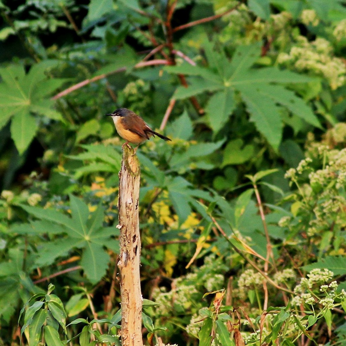 Ashy Prinia - ML21393321