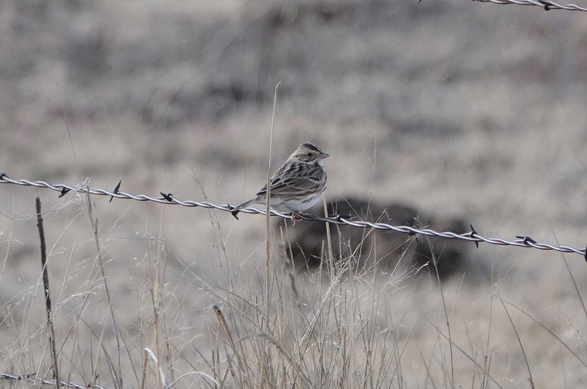 Savannah Sparrow - ML213933501