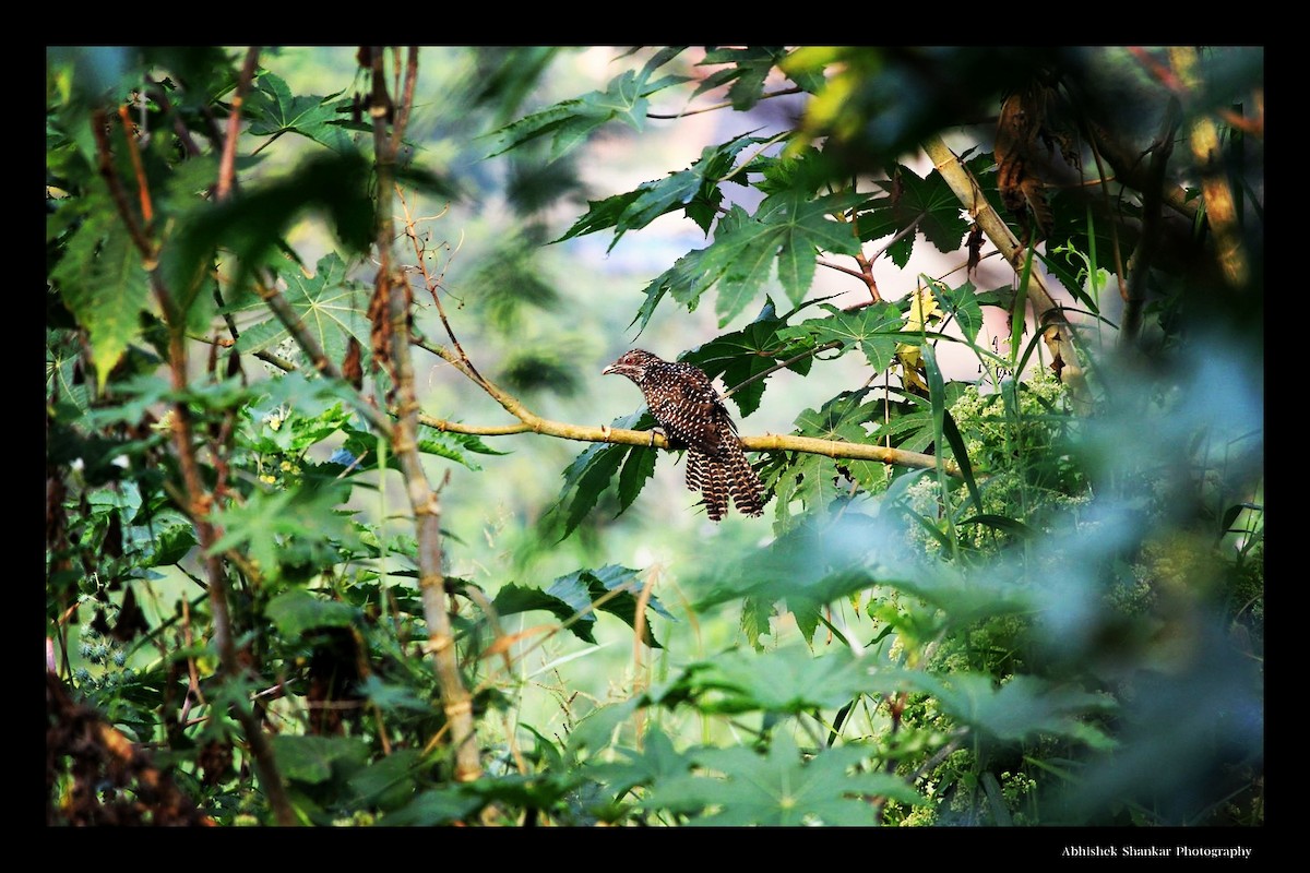 Asian Koel - ML21393361