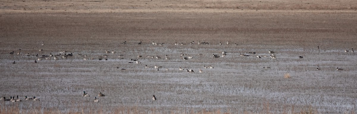 Northern Pintail - ML213934251