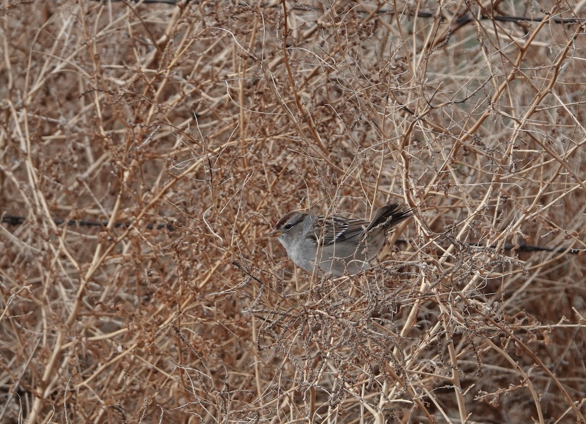 גיבתונית לבנת-כיפה - ML213934341