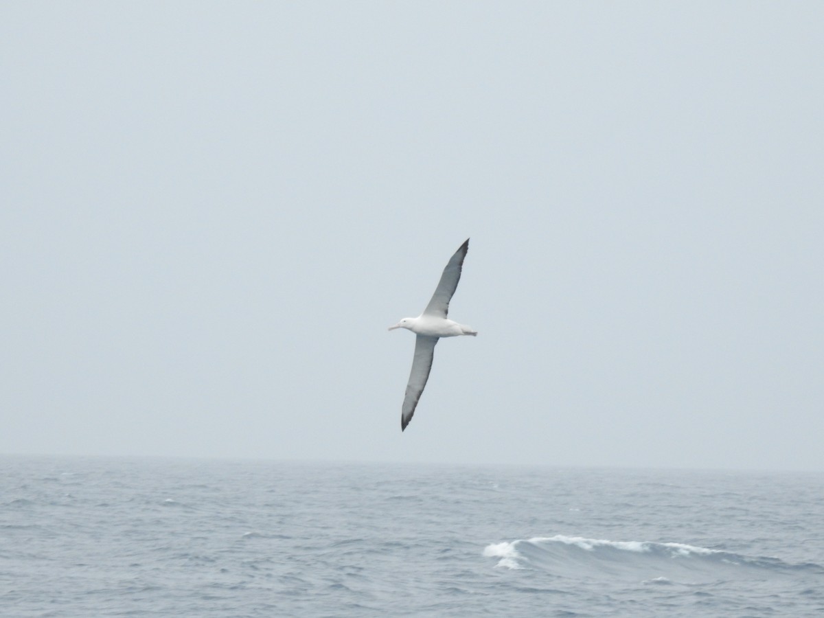 Northern/Southern Royal Albatross - ML213934451