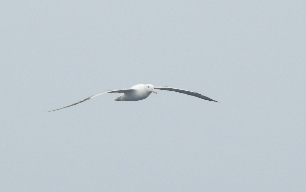 Northern/Southern Royal Albatross - ML213934461