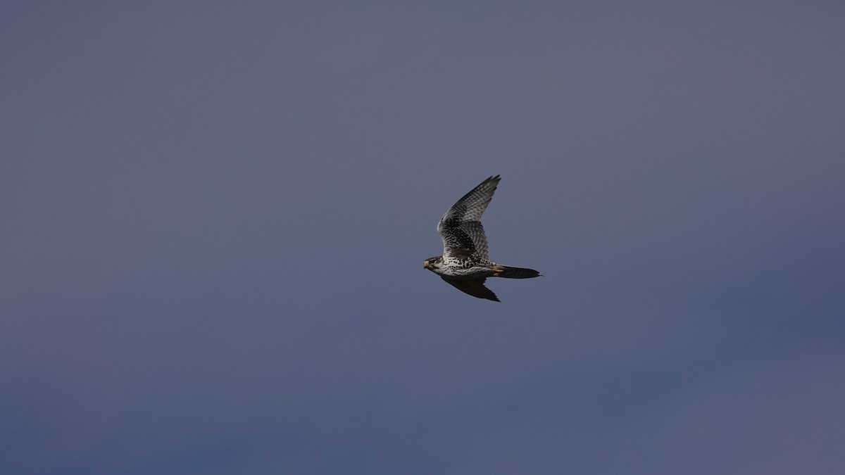 Prairie Falcon - David Schroder