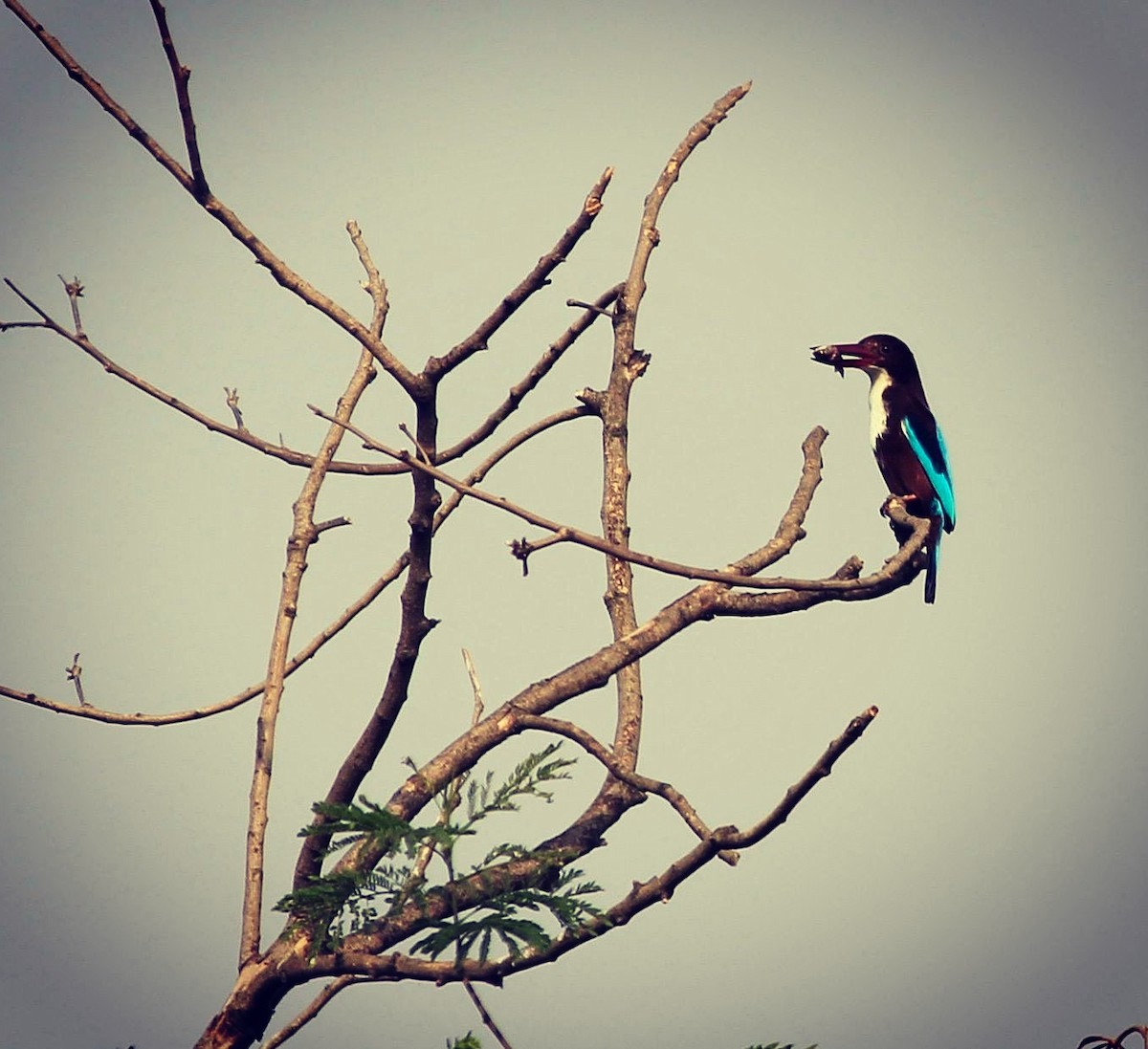 White-throated Kingfisher - ML21393481