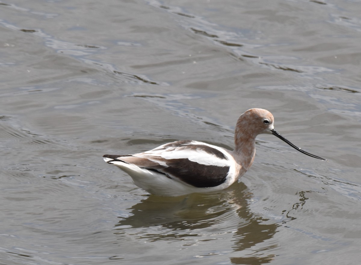 American Avocet - Jim Leitch