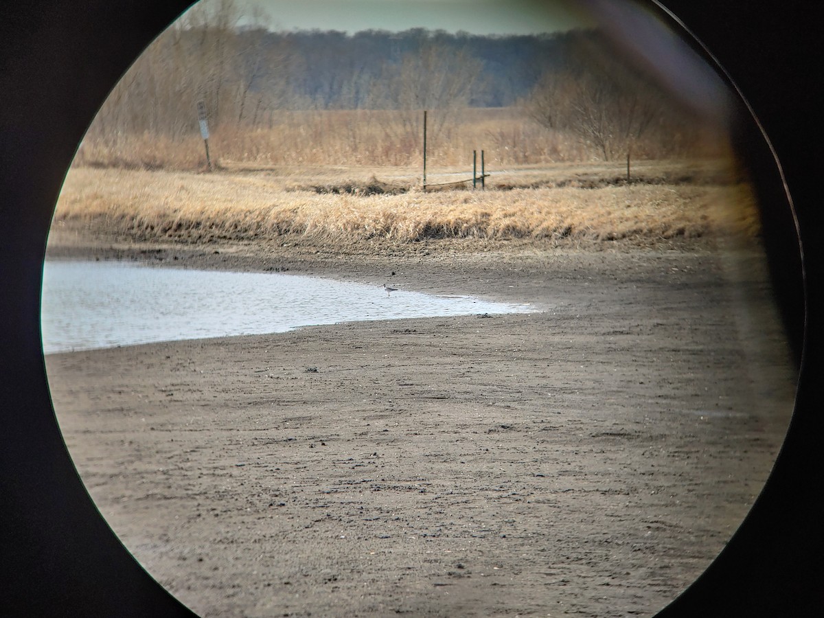 Greater Yellowlegs - ML213935581