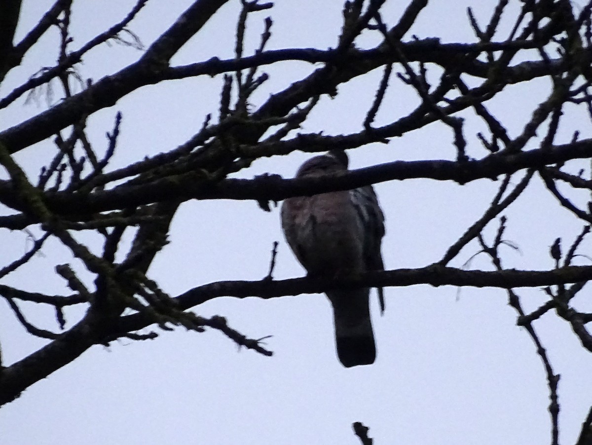 Common Wood-Pigeon (White-necked) - ML213935761