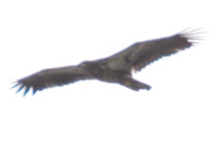 Белоголовый орлан - ML213935941