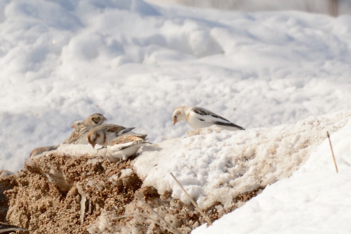 Lapland Longspur - Monica Siebert