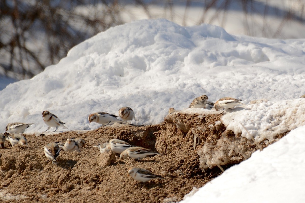 Lapland Longspur - Monica Siebert