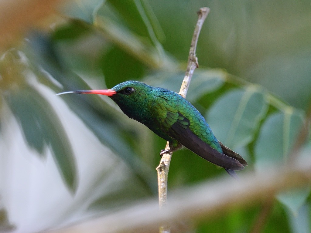 Glittering-bellied Emerald - ML213936201