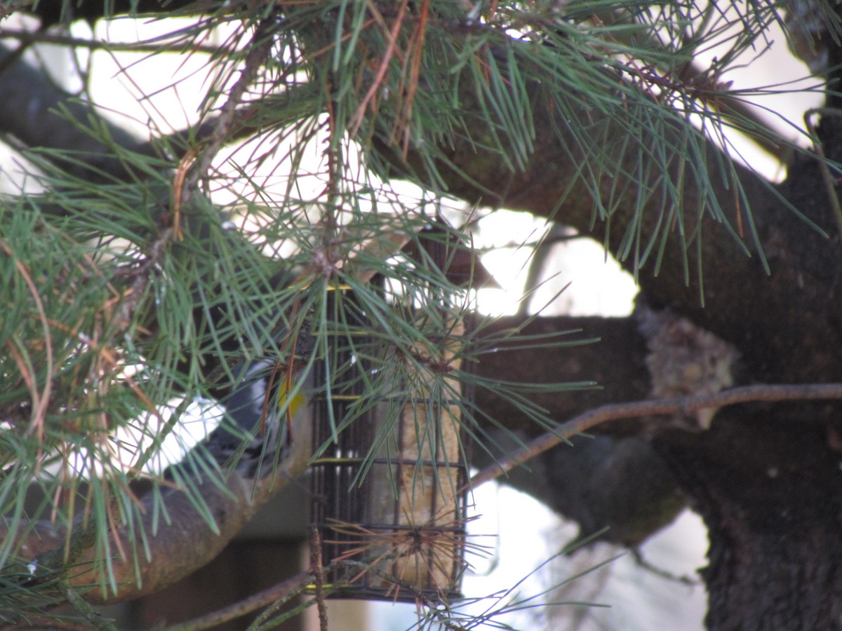 Yellow-throated Warbler - ML21393721