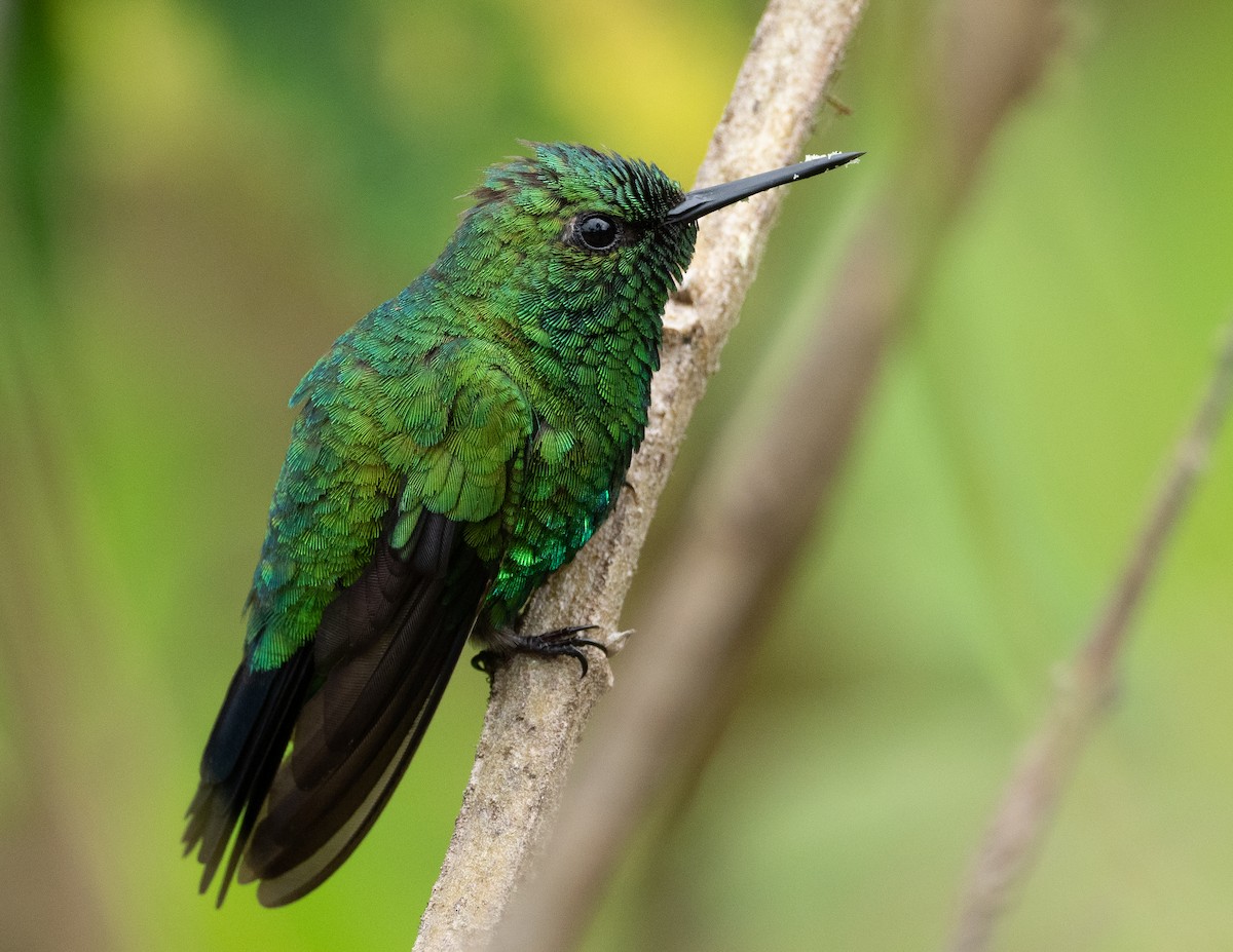 Garden Emerald - Jan Allen