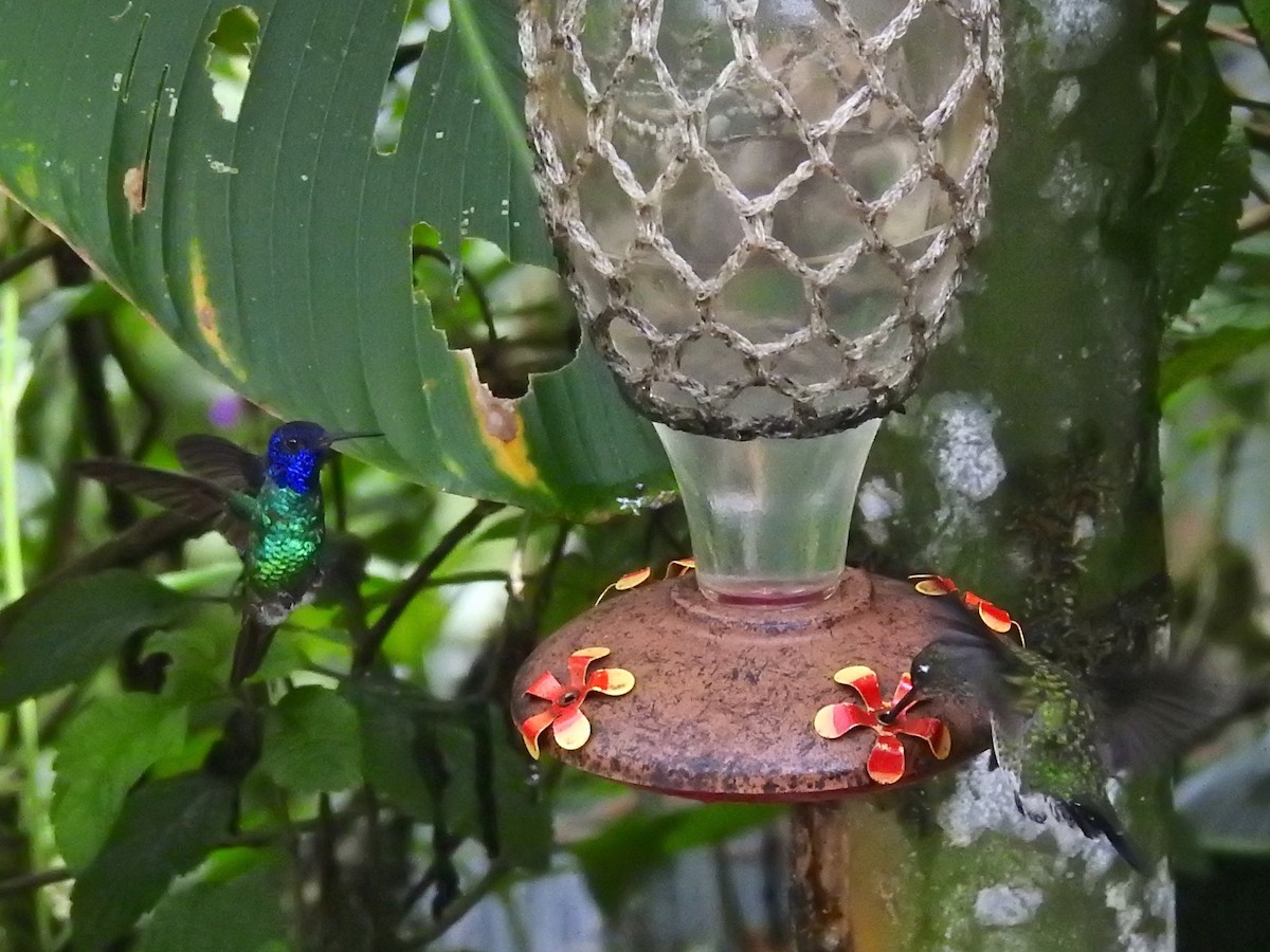 kolibřík zlatochvostý - ML213938341
