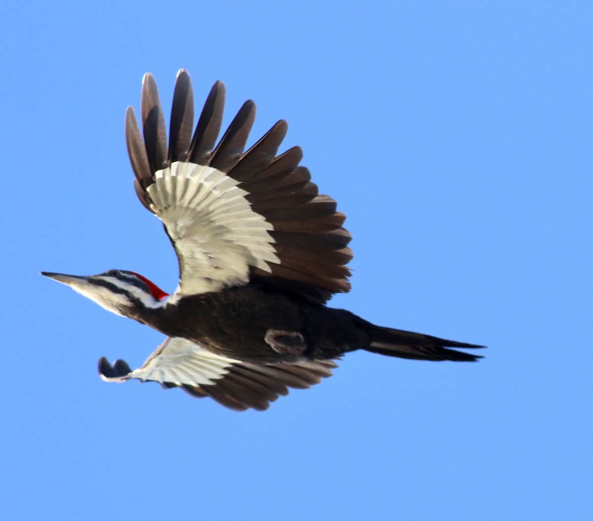 Pileated Woodpecker - Brian Miller