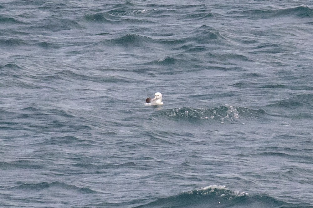 albatross sp. - ML213940741