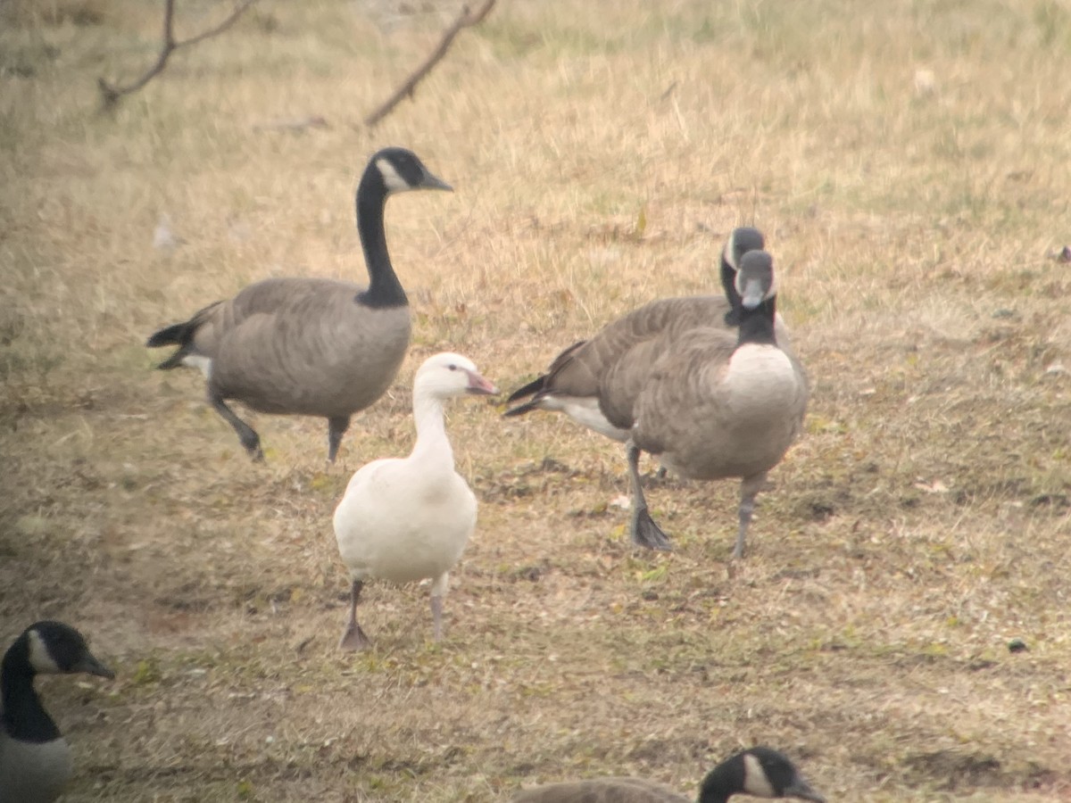 Snow x Ross's Goose (hybrid) - ML213941001