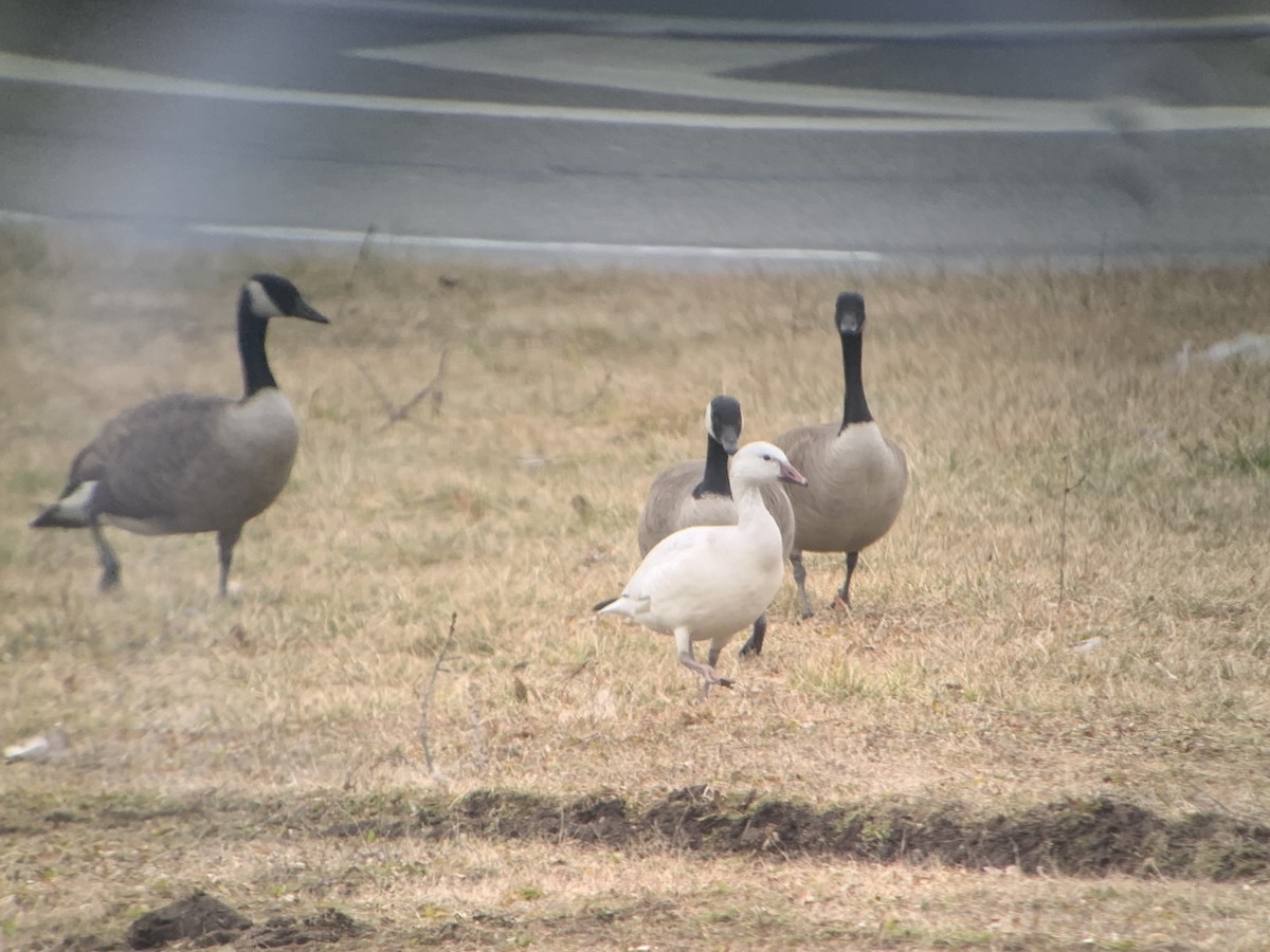 Snow x Ross's Goose (hybrid) - ML213941041