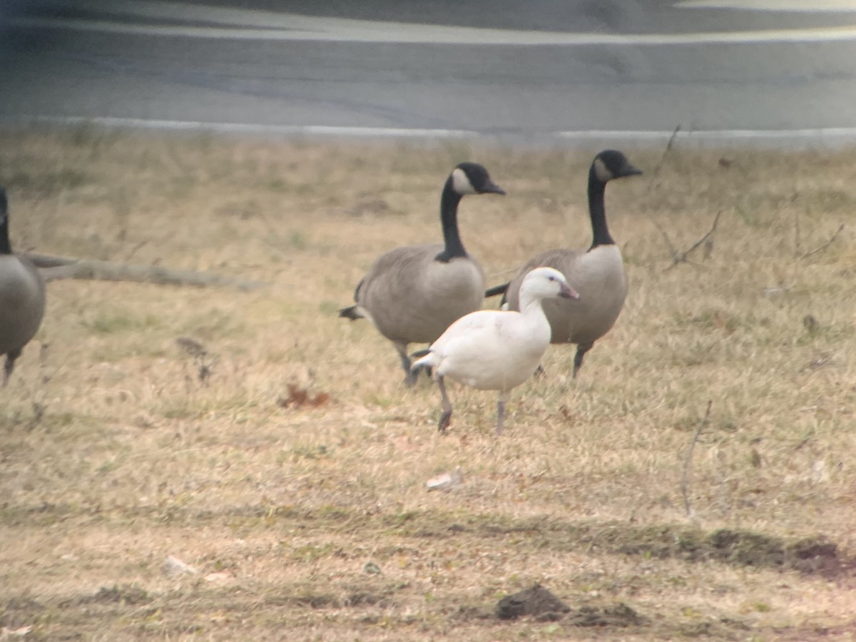 Snow x Ross's Goose (hybrid) - ML213941051