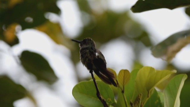 kolibřík skvrnitoprsý - ML213942071