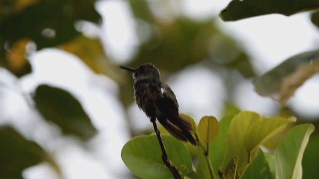 Colibrí de Cuvier - ML213942071