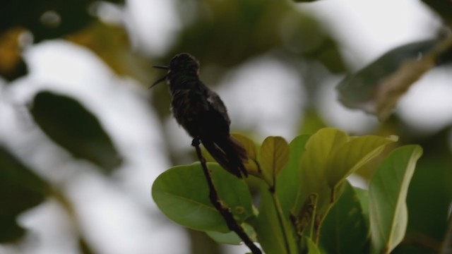 Colibrí de Cuvier - ML213942231