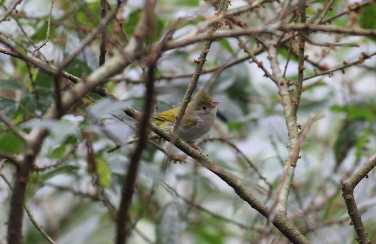 White-bellied Erpornis - Ting-Wei (廷維) HUNG (洪)