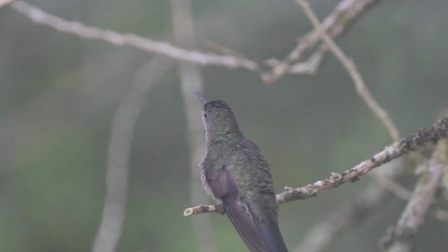 kolibřík skvrnitoprsý - ML213943891