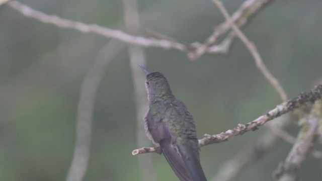 Colibrí de Cuvier - ML213943891