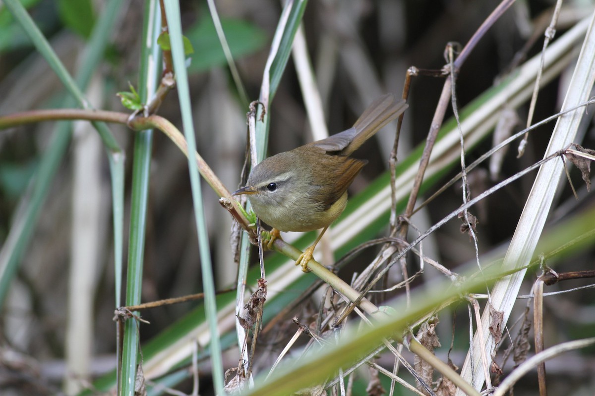 Yellowish-bellied Bush Warbler - ML21394401