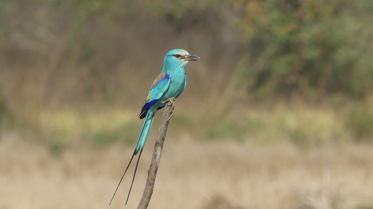 Abyssinian Roller - Gabriel  Couroussé