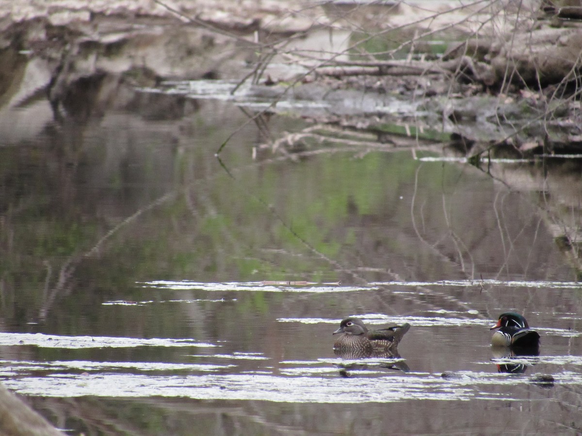 Wood Duck - ML213944771