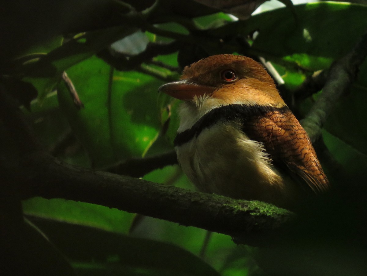 Collared Puffbird - ML213944791