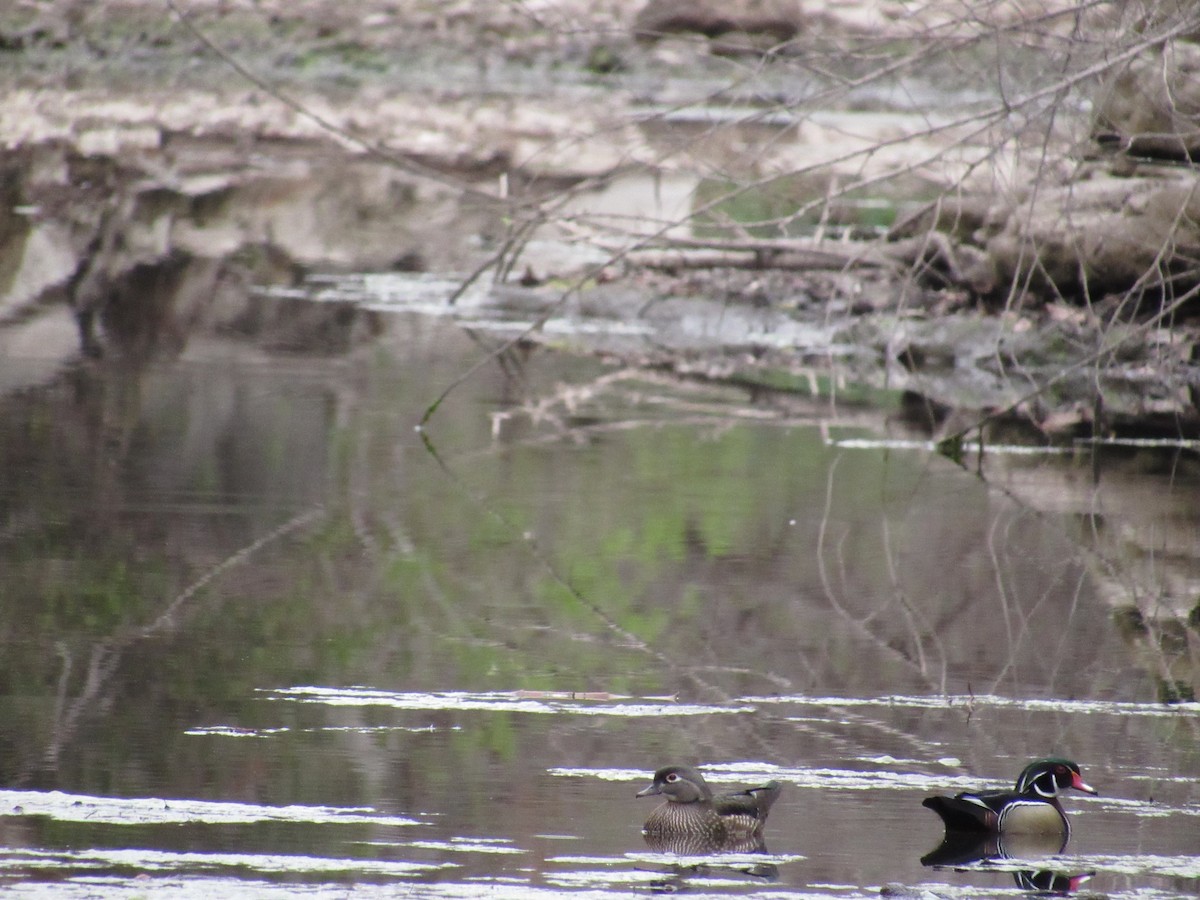 Wood Duck - ML213944981