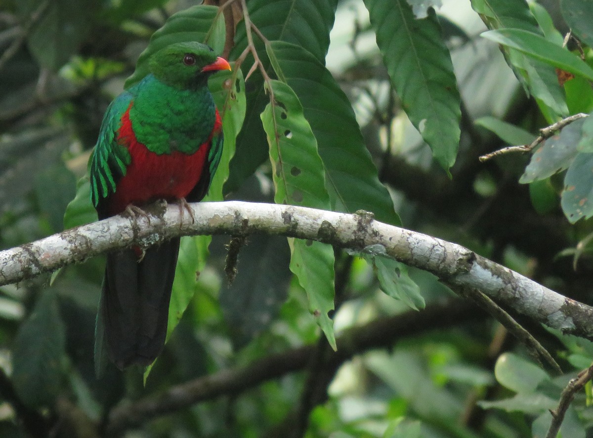 Pavonine Quetzal - Iván Lau