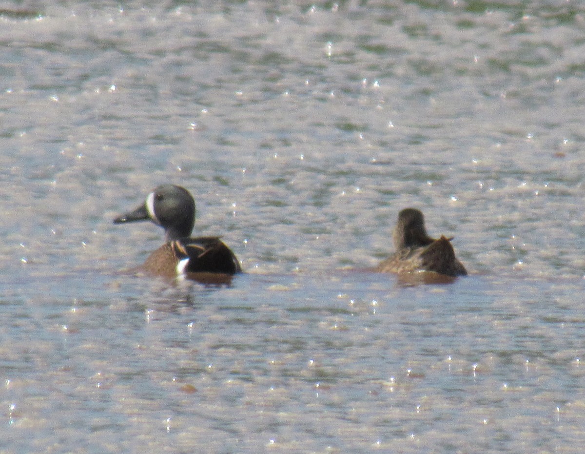 Blue-winged Teal - Jenna Atma