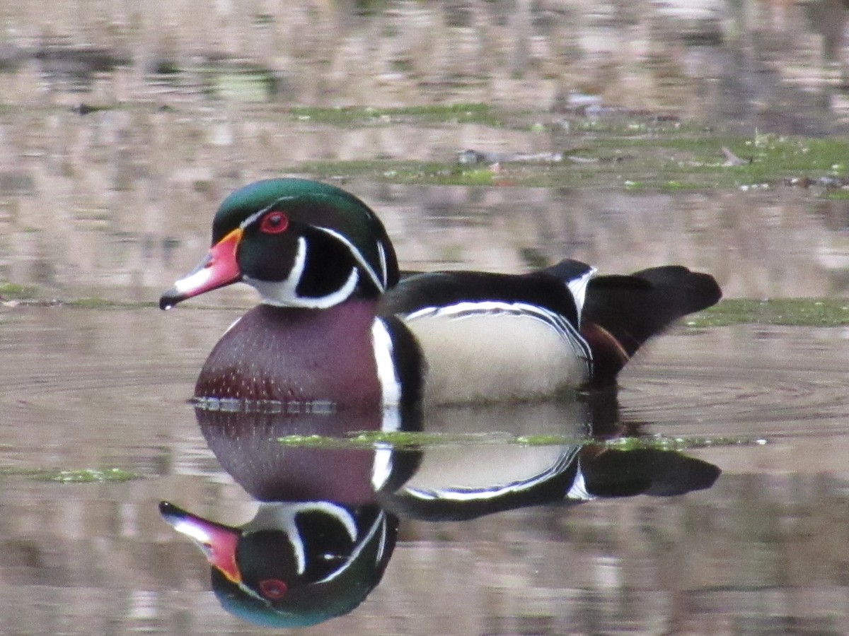 Wood Duck - ML213945331